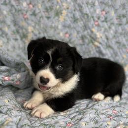 Jett - Black and white male Cardigan Welsh Corgi puppy in Hope, Arkansas from Foxy Knoll Farm