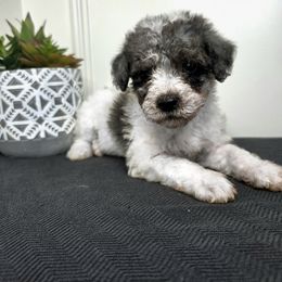 Lilly - Parti Goldendoodle puppy in Palestine, Texas from KK's Doodle Bunch