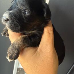 Solid Black red points male (Outlaw) - Black male Miniature Schnauzer puppy in Bluffdale, Utah from Mountain Point Schnauzers