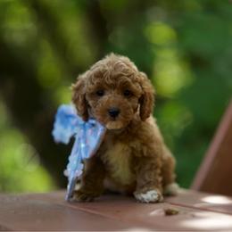 Alhoha - Red and white male Cockapoo puppy in Deming, Washington from Heavenly Puppies to Love