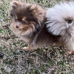 Pomeranian Puppies from Hummingbird & Fox