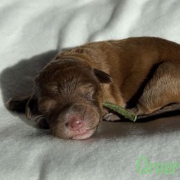 Boy 1 - Red phantom Aussiedoodle puppy in Shell Lake, Wisconsin from KC Acres