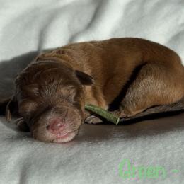 Boy 1 - Red phantom Aussiedoodle puppy in Shell Lake, Wisconsin from KC Acres