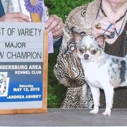 Chihuahuas from Maggie Dane-Fisher
