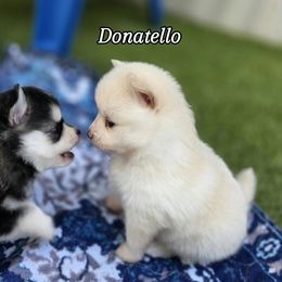 Donatello - White male Pomsky puppy in Fredericksburg, Virginia from Purely Pomskies