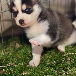 Chinese Crested and Pomsky Puppies from Willow Creek Cresteds