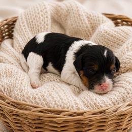 Zion - Tri-color male Cavapoo puppy in Salt Lake City, Utah from SunnySide Mini Doodles