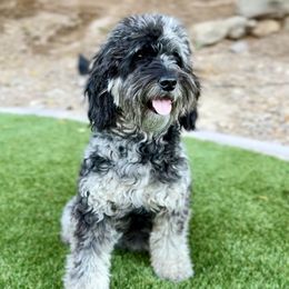 Daphne - Goldendoodle