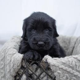 Cassie-roll - Black female Giant Schnauzer puppy in Collinsville, Mississippi from Hillside Kennels