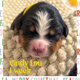Cindy Lou - Black tan and white female Bernese Mountain Dog puppy in Purcell, Oklahoma from Swiss Berner Bears