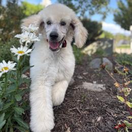 Grace - White male Poodle puppy in Pleasant Grove, Utah from Out of This World Poodles