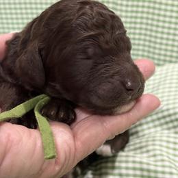 Halsee - Brown female Poodle puppy in Carrollton, Georgia from Dande Poodles, LLC