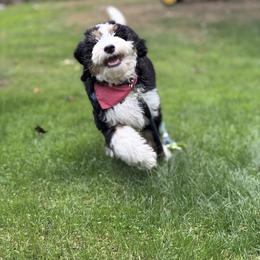 Bernedoodle, Bernese Mountain Dog, and Poodle Puppies from Bubbling Springs Doodles, LLC