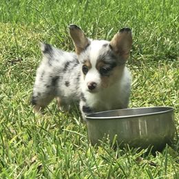 American Corgi and Pembroke Welsh Corgi Puppies from Caddeaux Corgis