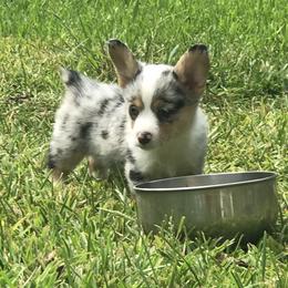 American Corgi and Pembroke Welsh Corgi Puppies from Caddeaux Corgis