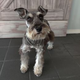 Gemma - Miniature Schnauzer