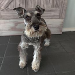 Gemma - Miniature Schnauzer