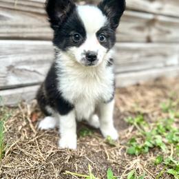 Ash - Black tri female Miniature Australian Shepherd puppy in Saint Cloud, Florida from Dirty Paws