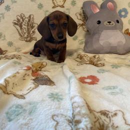 Maple - Sable female Dachshund puppy in Springfield, Tennessee from Savannah’s Doxie Palace