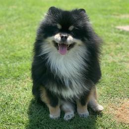 Rolex  - Pomeranian