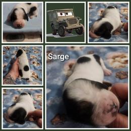 Sarge - Black white and tan male Basset Hound puppy in Mill Springs, North Carolina from Mountain View Basset Hounds