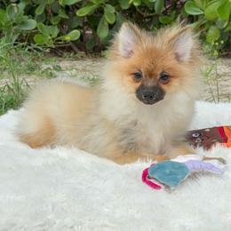 Pomeranian puppies from 🤎 Dreaming Puppies 🐶