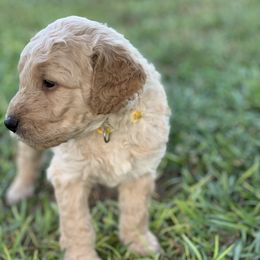 Goldendoodle Puppies from Izzy's Doodles