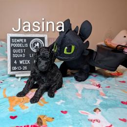 Jesina - Black female Poodle puppy in Vail, Arizona from Semper Poodelis