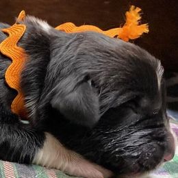 Kayleigh Orange Girl - Newfoundland puppy from Latin of Course Newfoundlands