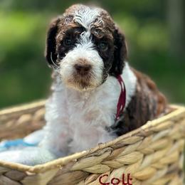 Colt - Chocolate male Goldendoodle puppy in Sanderson, Florida from Serenity Goldendoodles