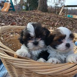 Shih Tzu Puppies from Tiny Bubbles Shih Tzus
