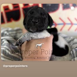 Green collar - Black roan male German Shorthaired Pointer puppy in Six Mile, South Carolina from The Proper Pointer Co.