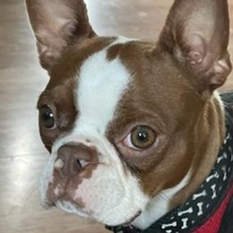 Boston Terriers from McDonald’s Farm