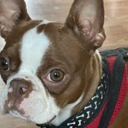 Boston Terriers from McDonald’s Farm