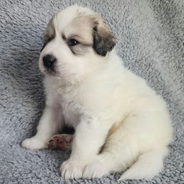 Dozer - Dark blue collar - White and badger male Great Pyrenees puppy in Monmouth, Maine from Flewelling Great Pyrenees