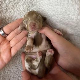 Simba - Dapple male Dachshund puppy in Hesperia, California from Teenie Tiny Doxies