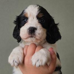 Wolf - Black white and tan male English Springer Spaniel puppy in Fort White, Florida from Thunderbird Springers