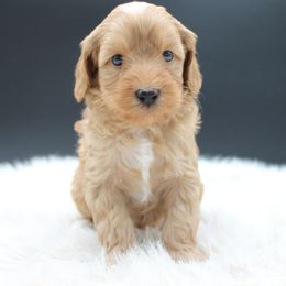 Nova - Red female Australian Cobberdog puppy in Bellingham, Minnesota from Whispering Prairie Australian Cobberdog