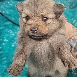 Girl 3 - Orange sable female Pomeranian puppy in Tulsa County, Oklahoma from CP Kennels