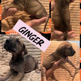 GINGER - Fawn female Great Dane puppy in Wellsville, New York from Prophecy Danes