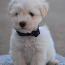 Purple female - White female Miniature Schnauzer puppy in Sumner, Texas from 3M Kennels, LLC