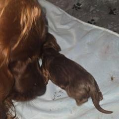 No 2 - Mahogany male Irish Setter puppy in Candia, New Hampshire from Candia Woods Irish Setters