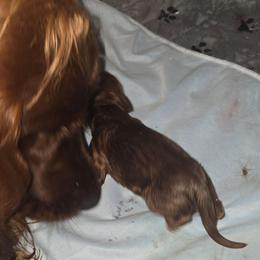 No 2 - Mahogany male Irish Setter puppy in Candia, New Hampshire from Candia Woods Irish Setters