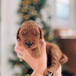 Providence - Red  female Goldendoodle puppy in Cookeville, Tennessee from Gravelle Family Farm