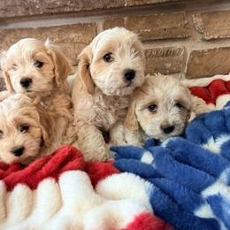 Cavachon puppies from Sunny Hill Puppies