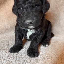 Minnie - Black and white female Bernedoodle puppy in Grant City, Missouri from Timberline Paws