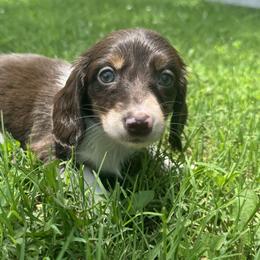 Sam I am - Piebald male Dachshund puppy in Bentonville, Arkansas from T & D Dachshunds by design