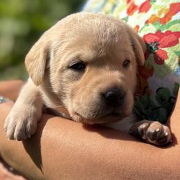 Girl 3 - female Labrador Retriever puppy in Richmond, Maine from King K9 Academy