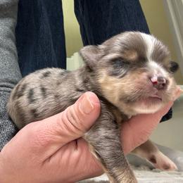 Chester - Blue merle male Miniature American Shepherd puppy in Tonasket, Washington from V5 Aussies
