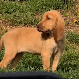 Pink girl - Red female Bloodhound puppy in Conway, Missouri from Ozark Mountain Kennel